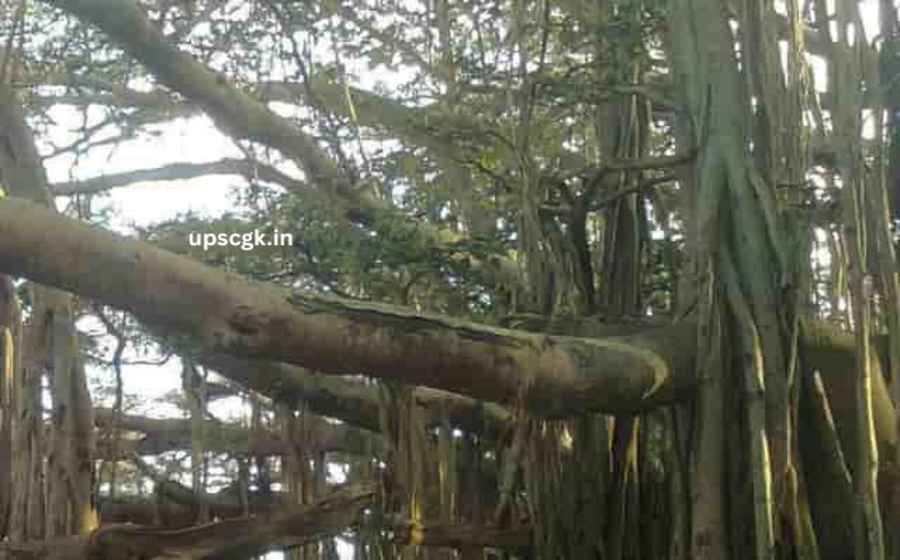 Worlds Oldest Dated Banyan Tree Discovered in Bihar - 700 Year Accurately Old Scientific Wonder